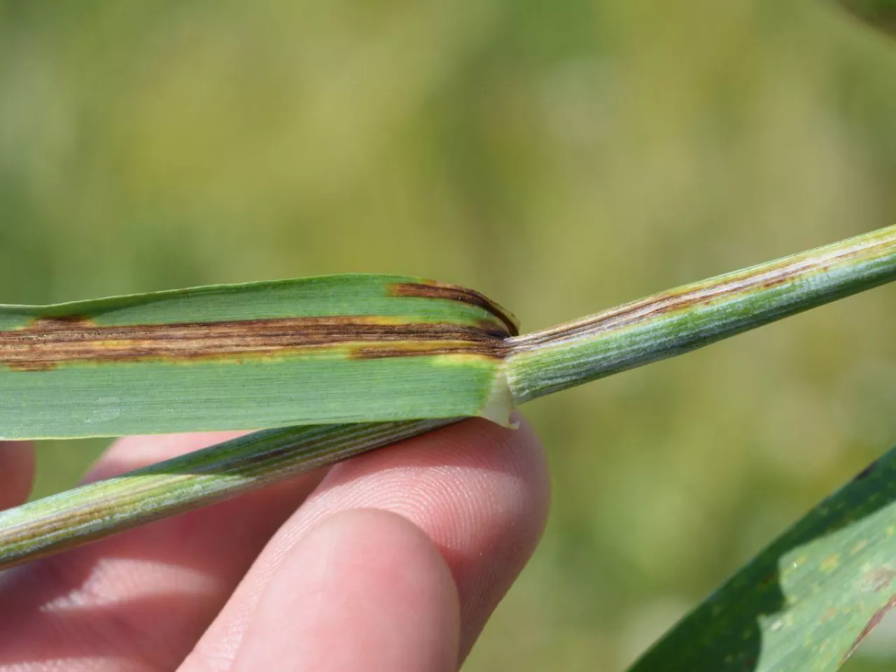 Ta choroba zabiera nawet 40% plonu jęczmienia. Rolnicy często mylą ją z inną