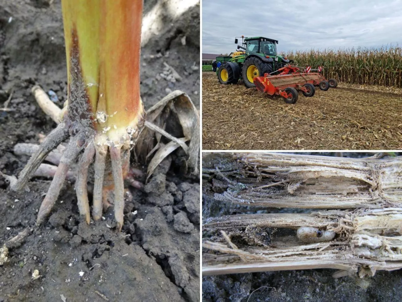 Omacnica wraca ze zdwojoną siłą. Prosty sposób, by ograniczyć straty po żniwach