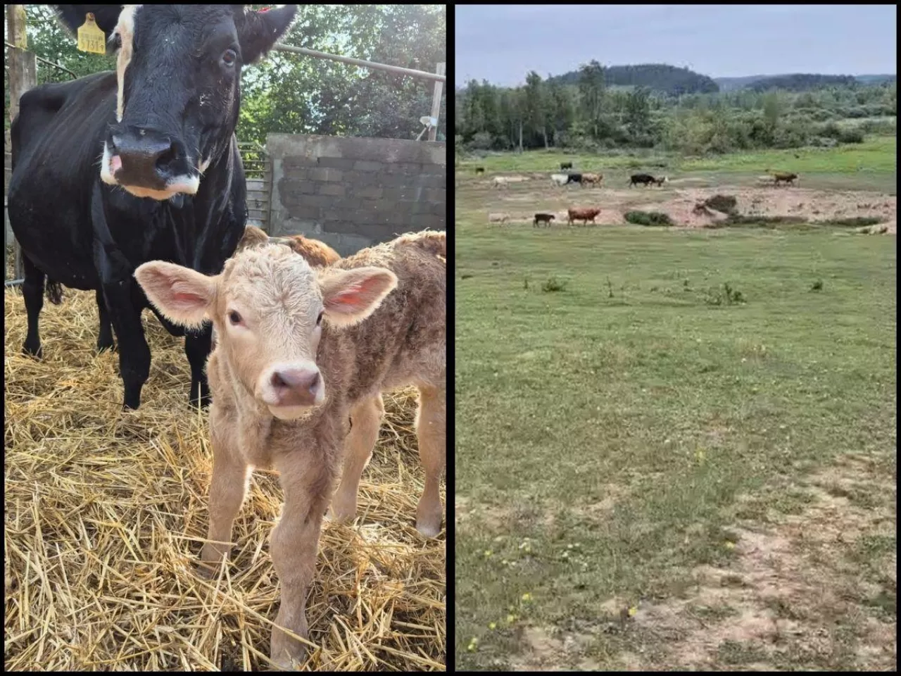 Strzały zniszczyły spokój stada. Krowa w stresie, rolnik liczy straty [WIDEO]