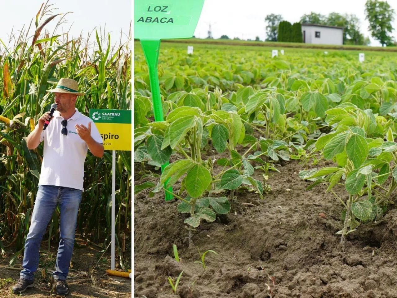 Nowe odmiany kukurydzy i soi od Saatbau. Zobacz propozycje na 2026 rok