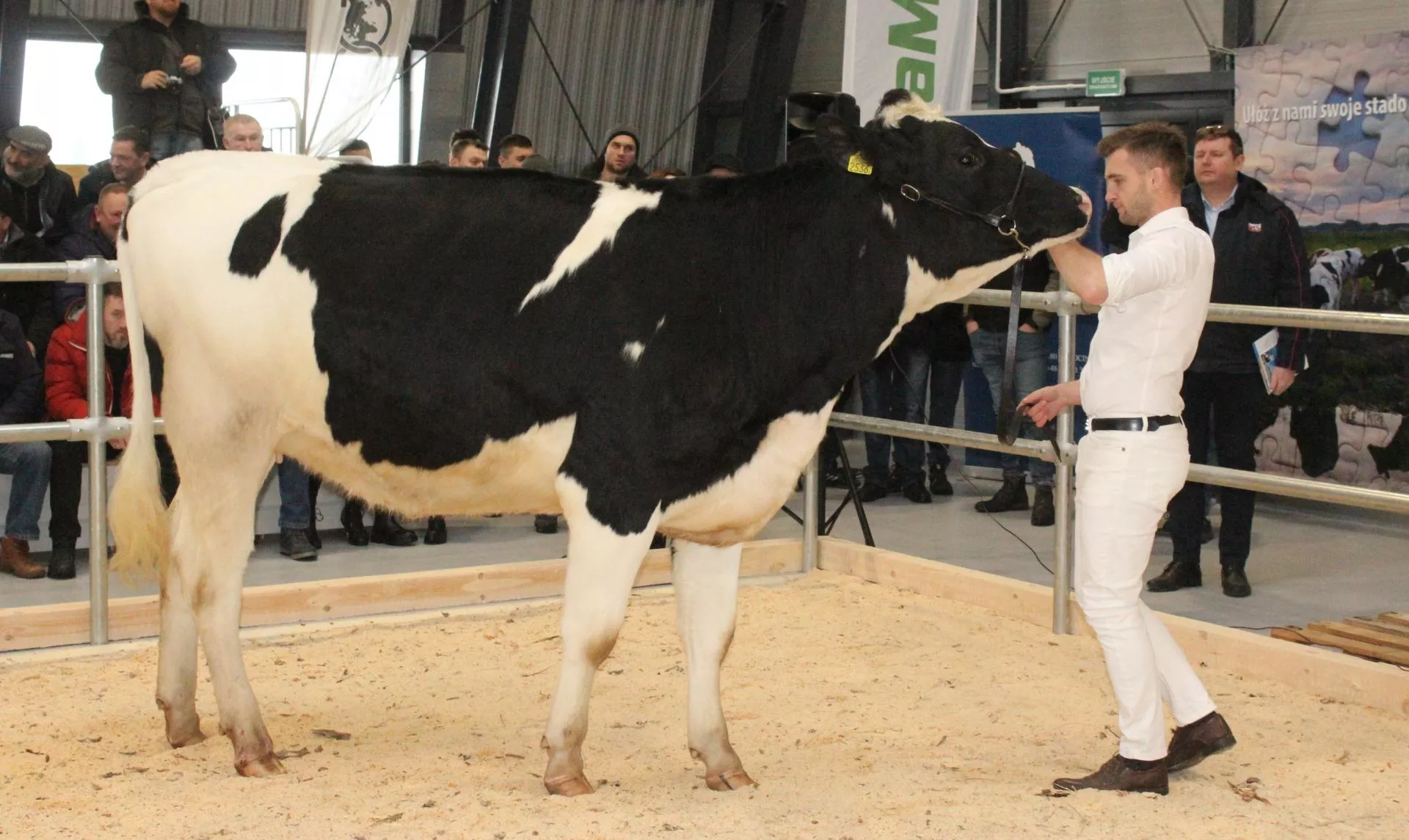 Ceny jałówek wystrzeliły. Rekordy na aukcjach, większość jedzie za granicę