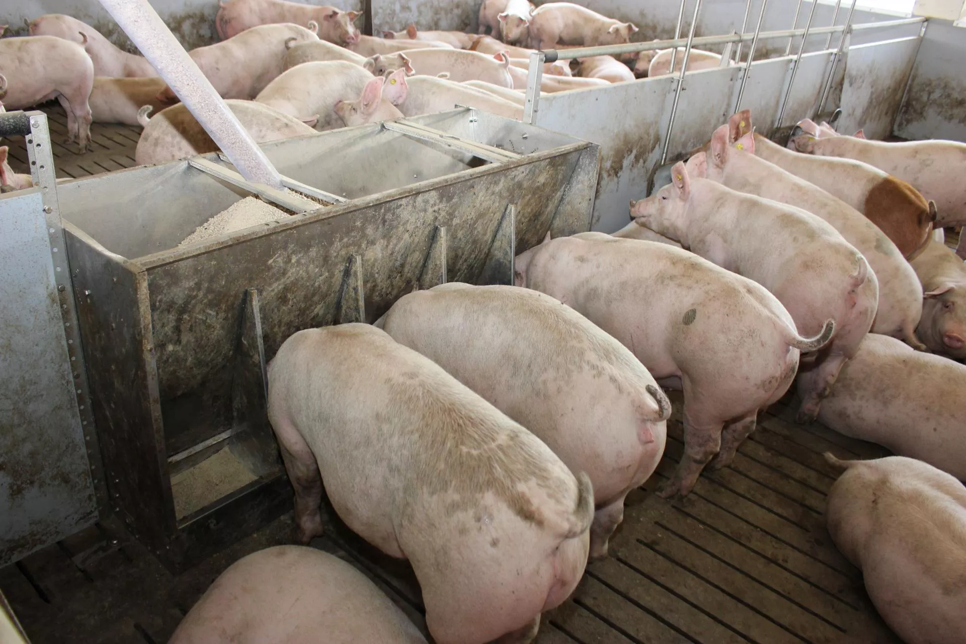 Nawet 60 proc. tuczników ma wrzody żołądka. Jak ich uniknąć?