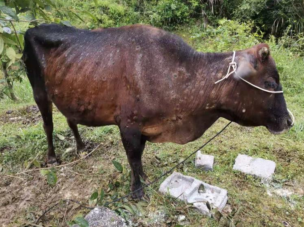 Choroba guzowata skóry bydła uderza w Europę. Setki zwierząt do uboju