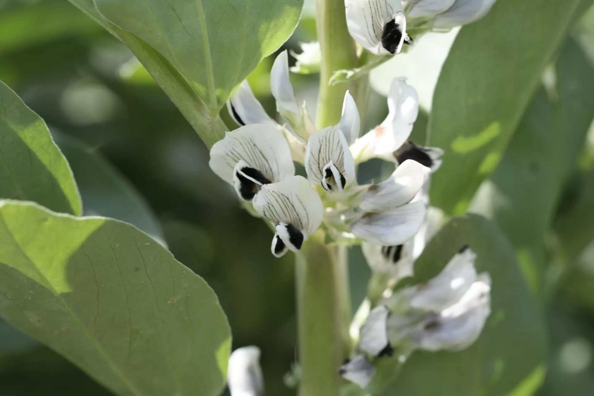 Nowy bobik ozimy w Polsce. Czy to będzie hit?