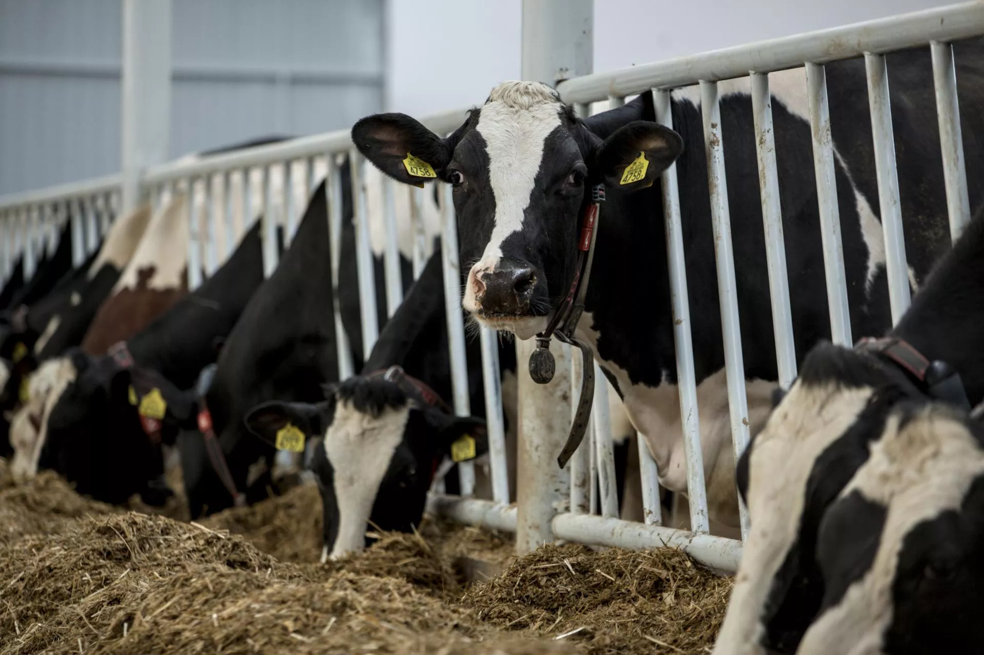 Jak świat broni swoich krów? Cła na mleko choćby 300 proc.