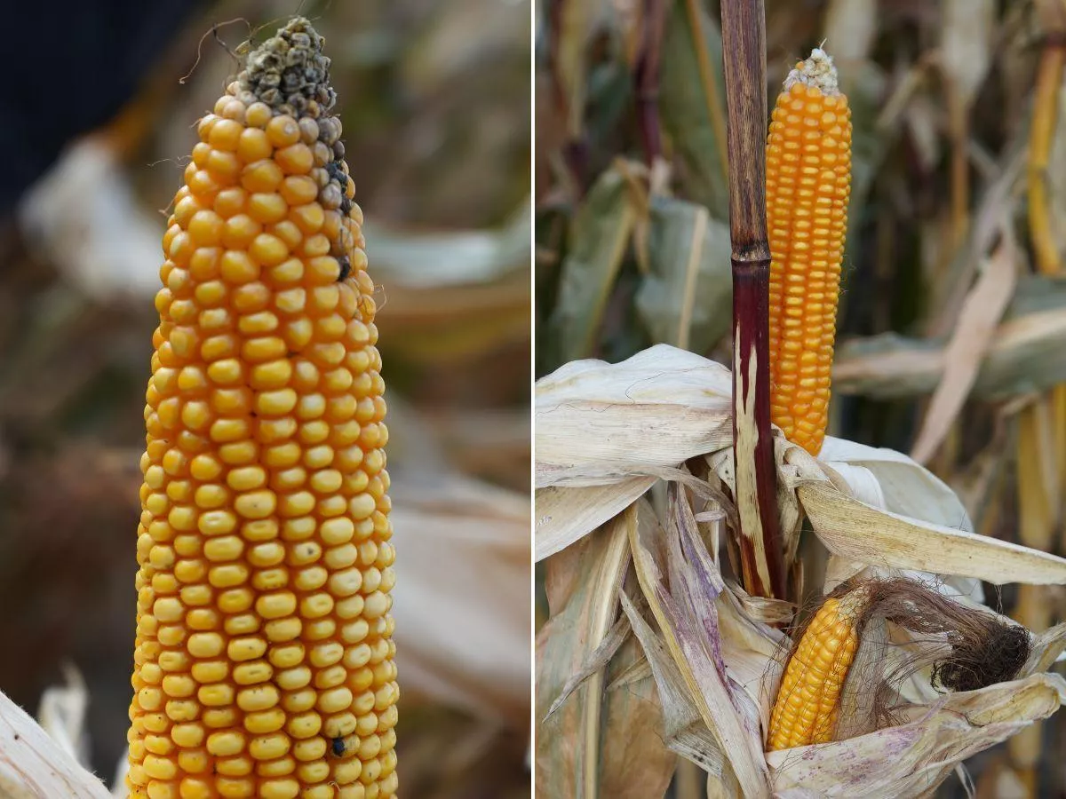 Trzy nowe odmiany kukurydzy na 2026. Plon to choćby 170 q/ha