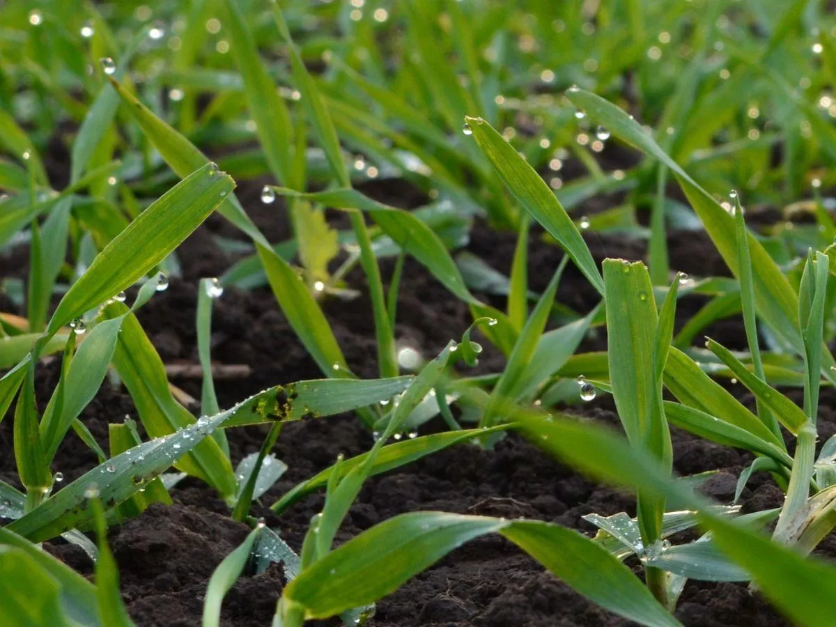 Ochrona zbóż jesienią: rolnicy chcą zrobić T0, ale czym pryskać?