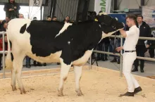 Podlaska Aukcja Bydła Hodowlanego rozpoczęła się od licytacji i sprzedaży jałówki Veela 771 po buhaju DKR Open