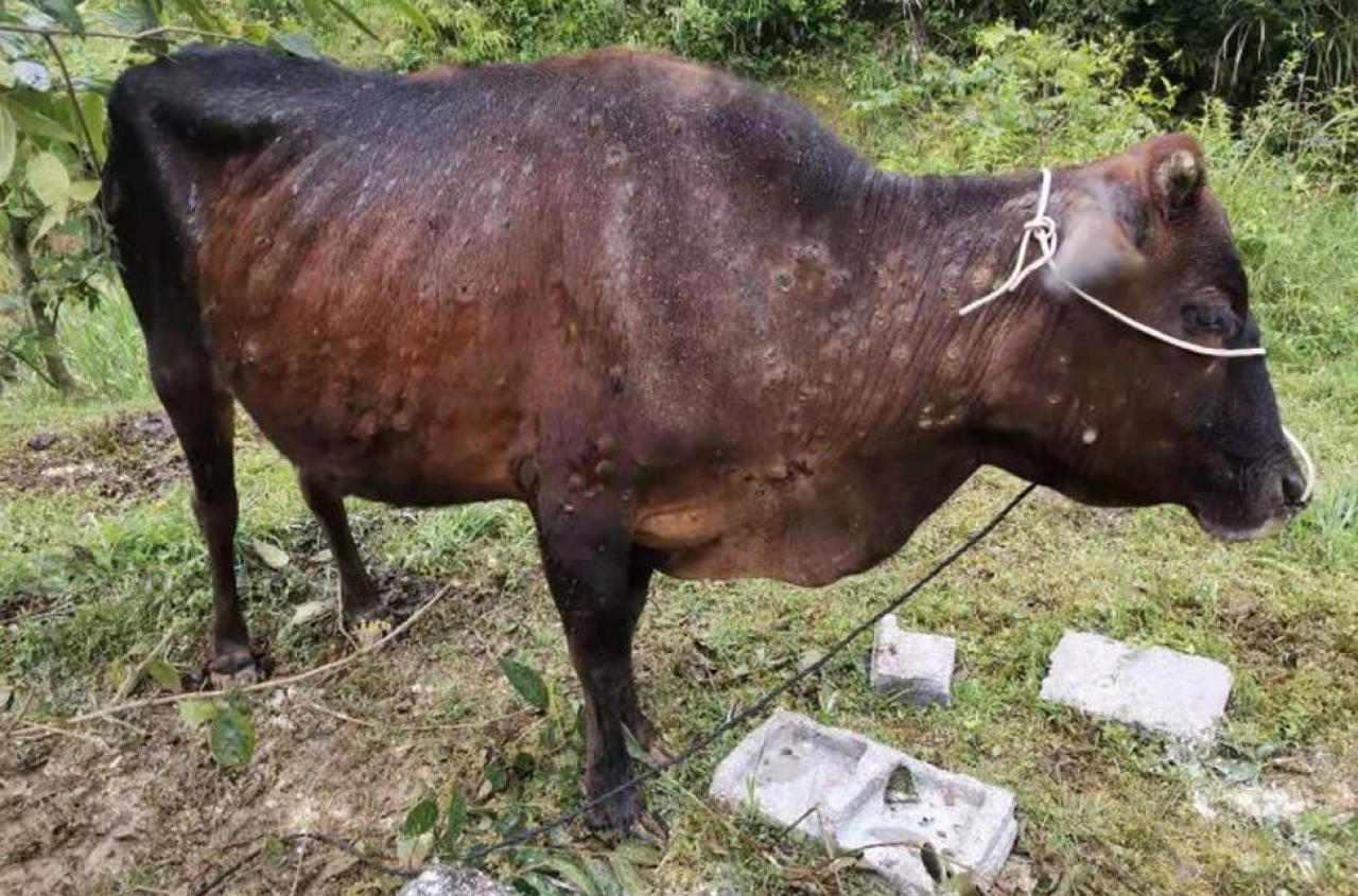 Choroba guzowata skóry bydła uderza w Europę. Setki zwierząt do uboju