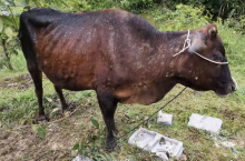 Choroba guzowatej skóry ((Lumpy Skin Disease, LSD)