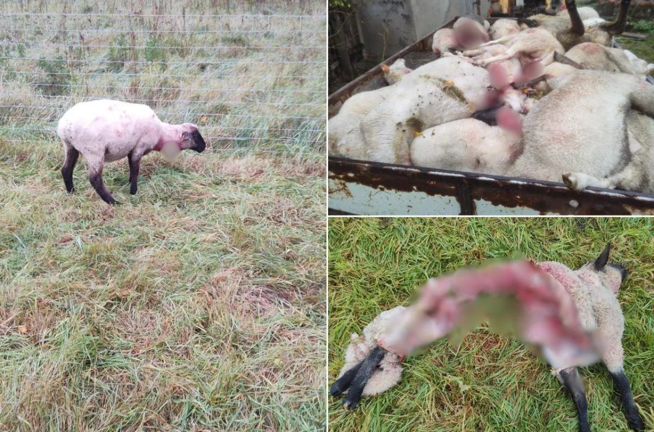 Rolnik stracił 90 proc. stada. "Rok pracy poszedł w niwecz"