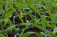 Ochrona zbóż jesienią: rolnicy chcą zrobić T0, ale czym pryskać?