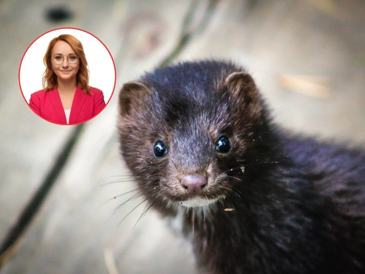 Zakaz hodowli zwierząt na futra