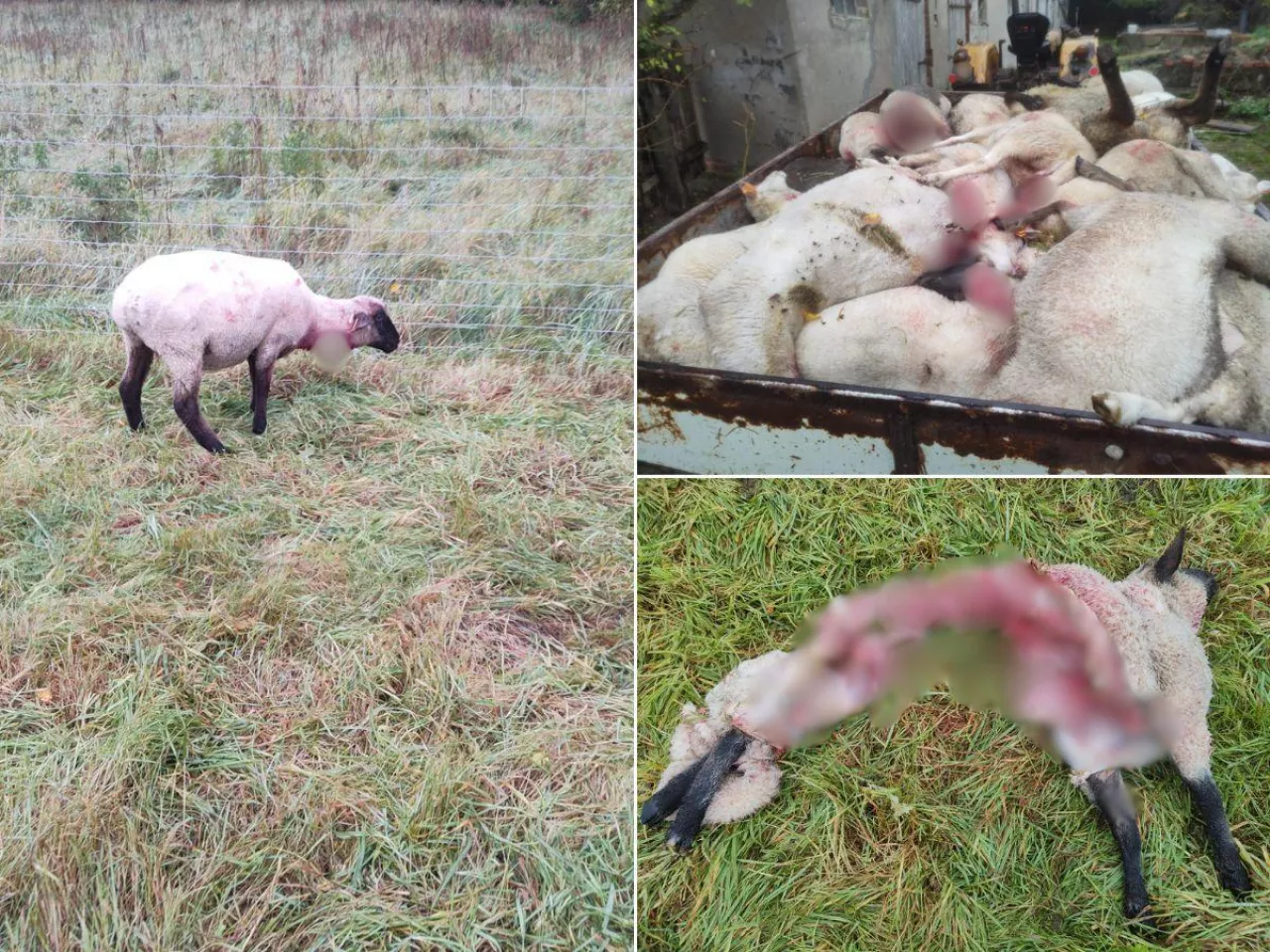 Rolnik stracił 90% stada. ”Rok pracy poszedł w niwecz”