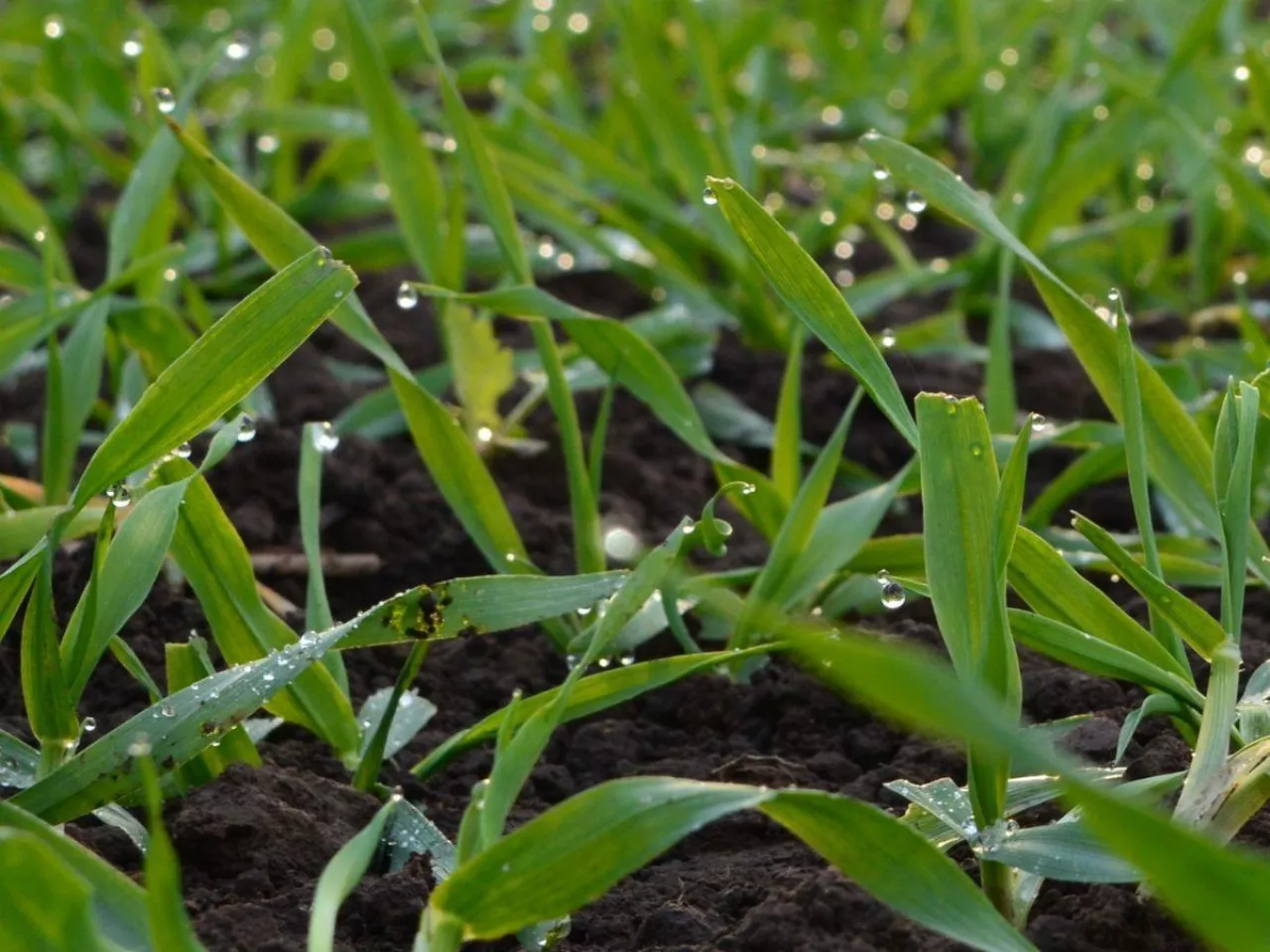 Ochrona zbóż jesienią: rolnicy chcą zrobić T0, ale czym pryskać?