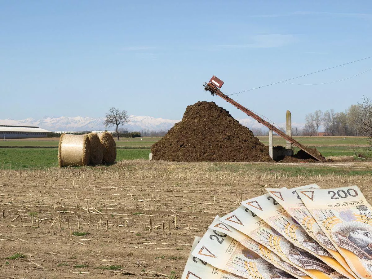 Trzymasz bydło cały rok na pastwisku? Sprawdź, czy musisz mieć płytę obornikową