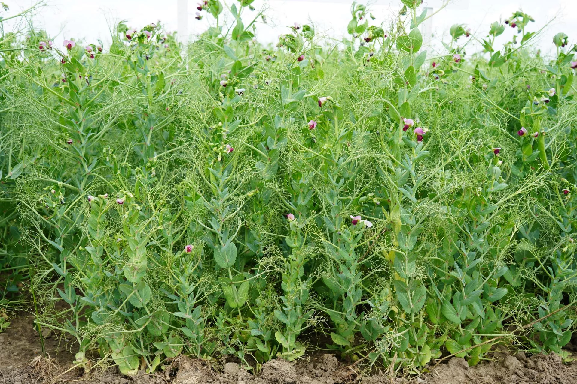 Uprawa grochu pod lupą. Ile naprawdę zostaje w kieszeni rolnika?