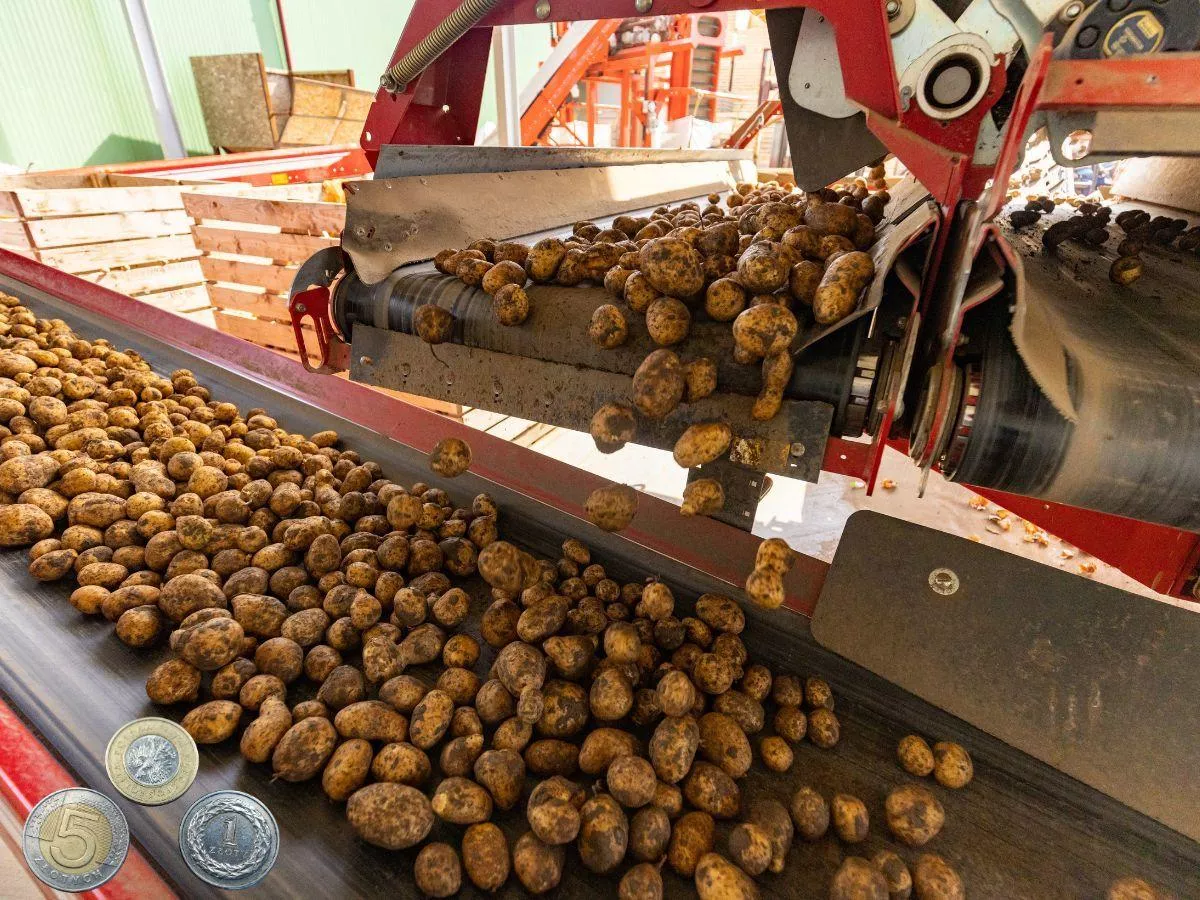 Nie wolno było ich sprzedawać, teraz trafią do sklepów. Rząd zmienia przepisy o ziemniakach