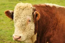 Groza na własnej posesji. Byk zaatakował i zabił 57-letnią kobietę