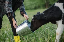 rolnik poi wodą krowę