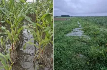 Dramat na Żuławach trwa