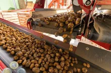 Nowe przepisy dotyczące sprzedaży ziemniaków