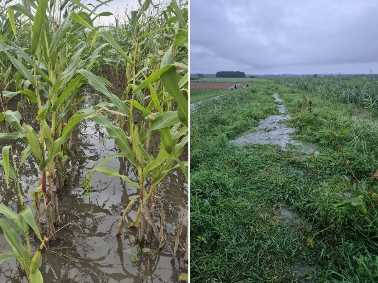 Dramat na Żuławach trwa