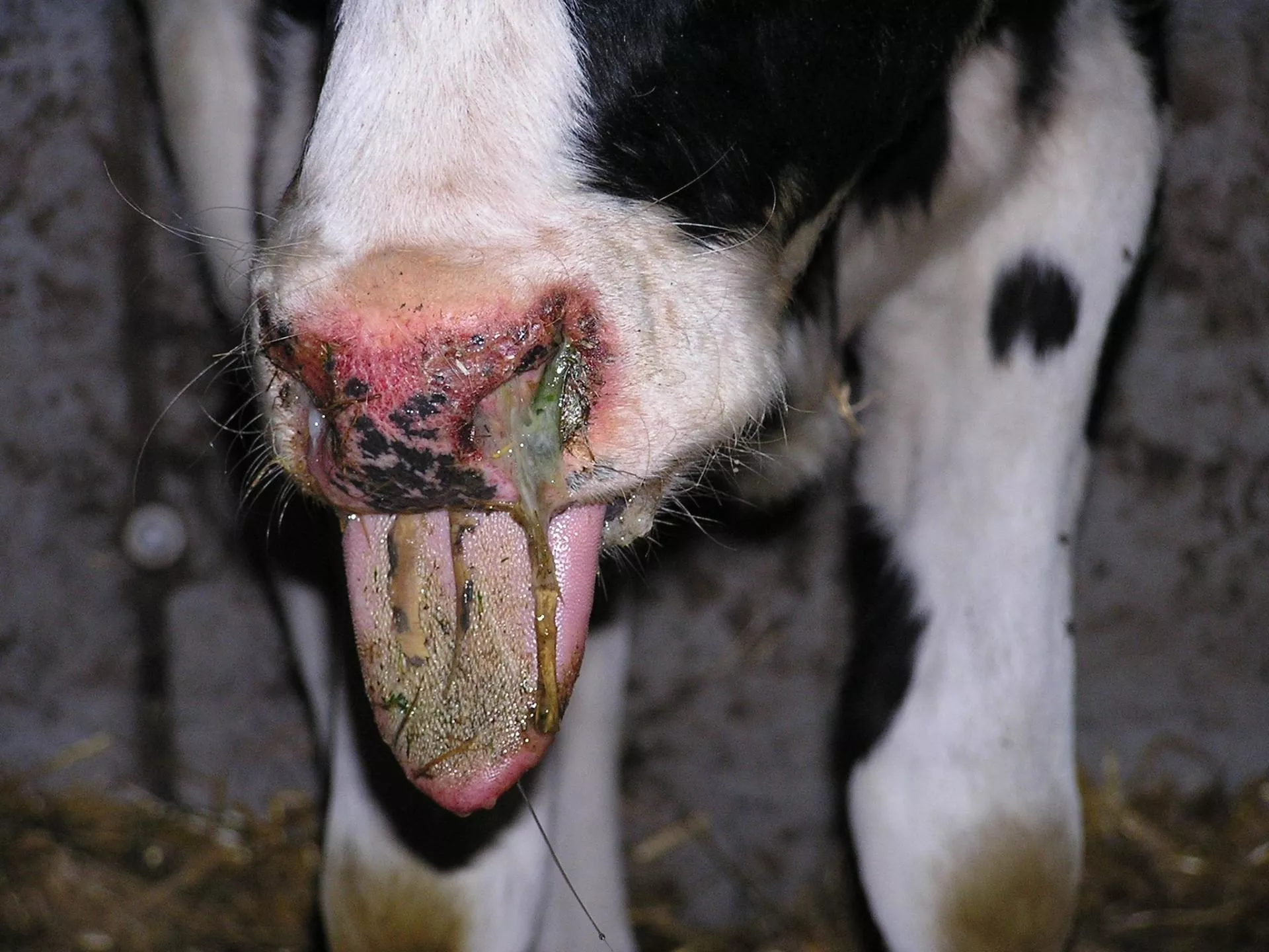 Choroba niebieskiego języka uderza. Nowe ognisko po raz pierwszy w tym województwie