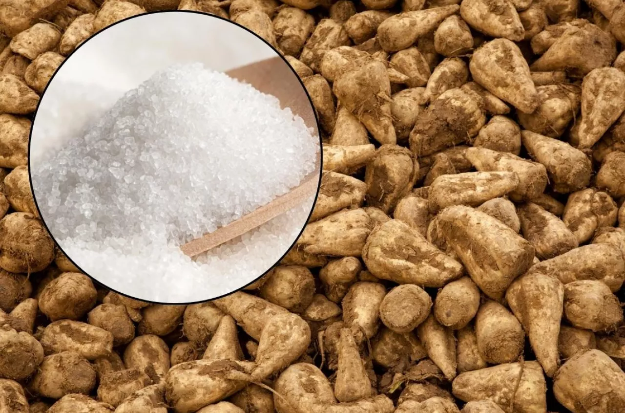 Plantatorzy buraka bankrutują, cukier tanieje. Dlaczego rynek się załamał?