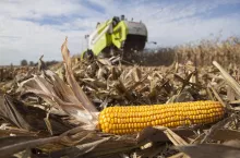 Kukurydza w trakcie koszenia