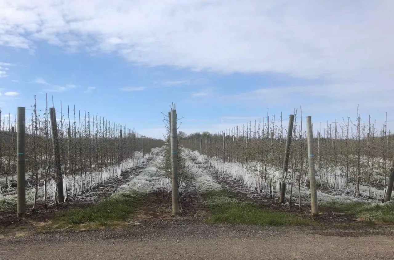 Dwa lata bez jabłek. Sadownicy z Wielkopolski: ile jeszcze wytrzymamy?