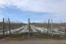 Uprawa po przymrozkach