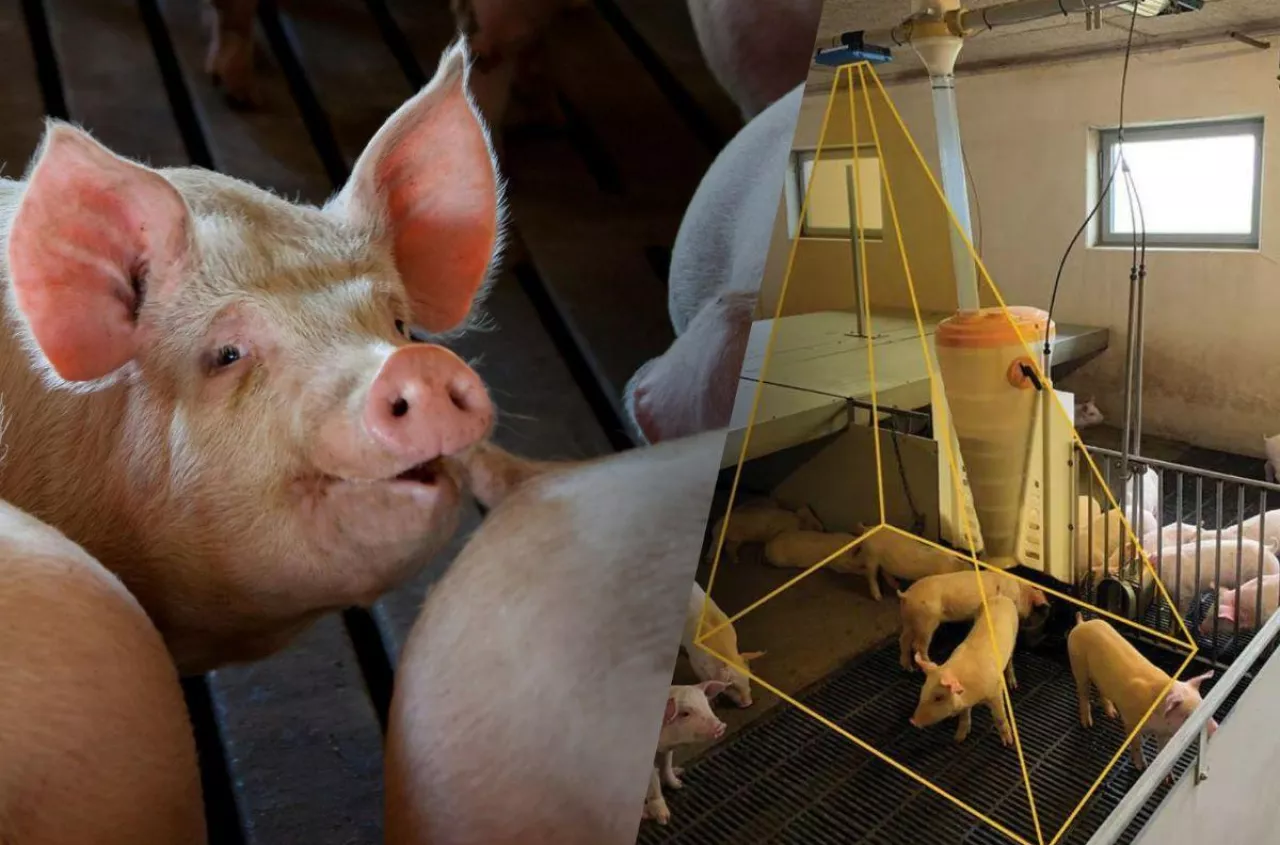 Ważenie i liczenie świń dzięki kamer? To już możliwe w chlewniach