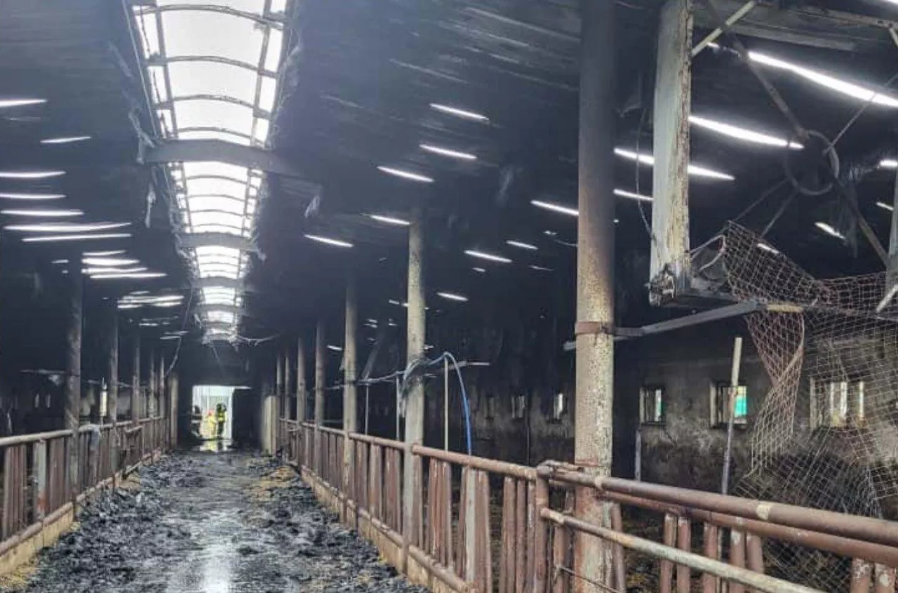 Spłonęła obora z 50 krowami, Jak można pomóc rolnikowi?