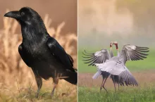 Żurawie i kruki pustoszą pola. Ministerstwo zapowiada odszkodowania dla rolników