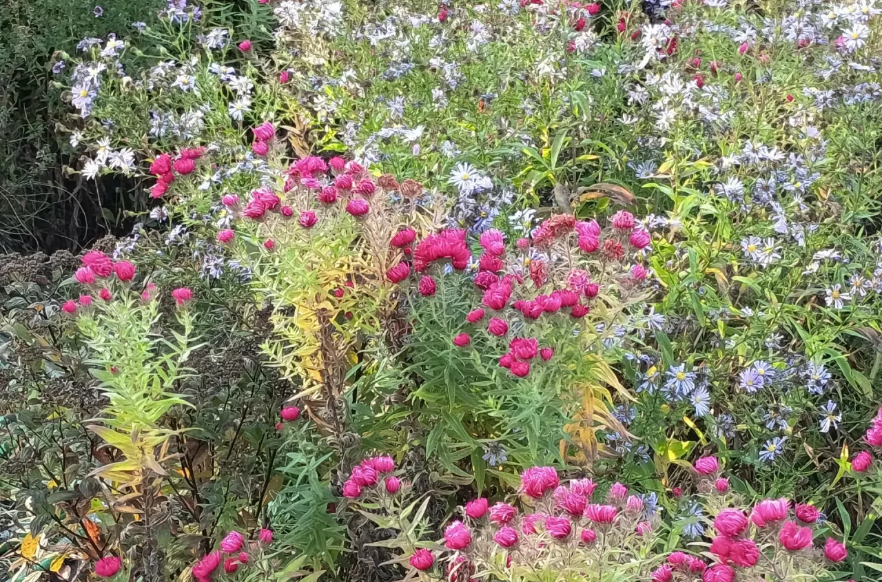 Jak zrobić piękną jesienną rabatę? Lista roślin