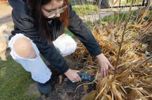 Pozostawienie pożółkłych po przymrozkach liści funkii prowadzi do rozwoju chorób grzybowych i pleśni