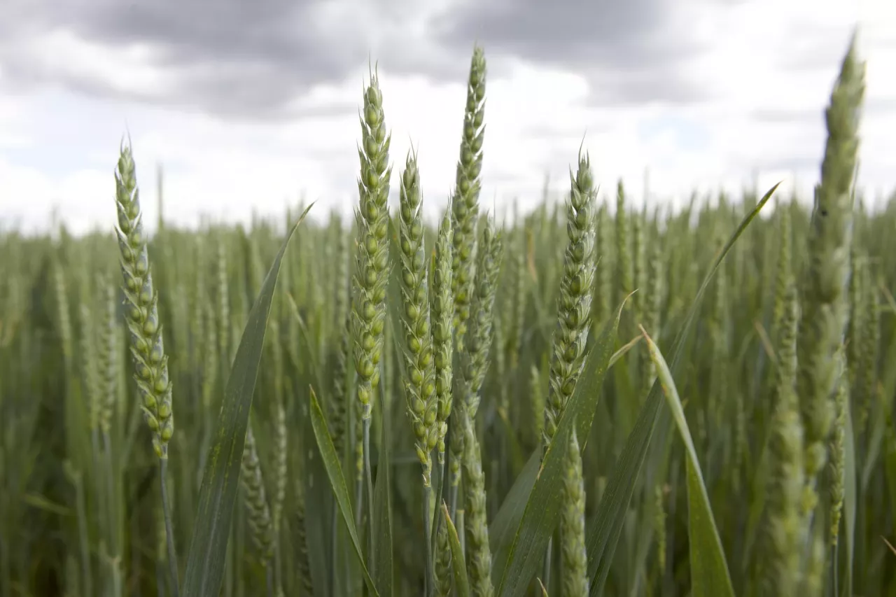 pole pszenicy