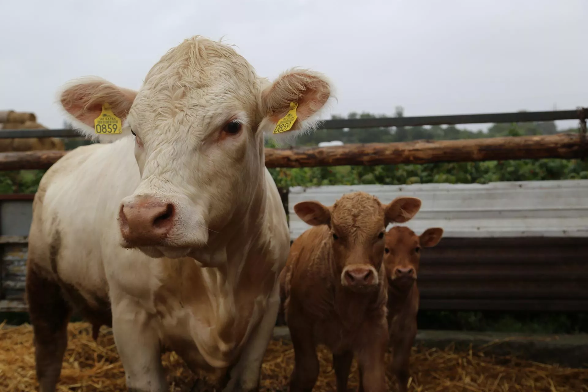 Byki znów tańsze o 1 zł. Jakie są aktualne ceny bydła w Polsce? [SONDA]