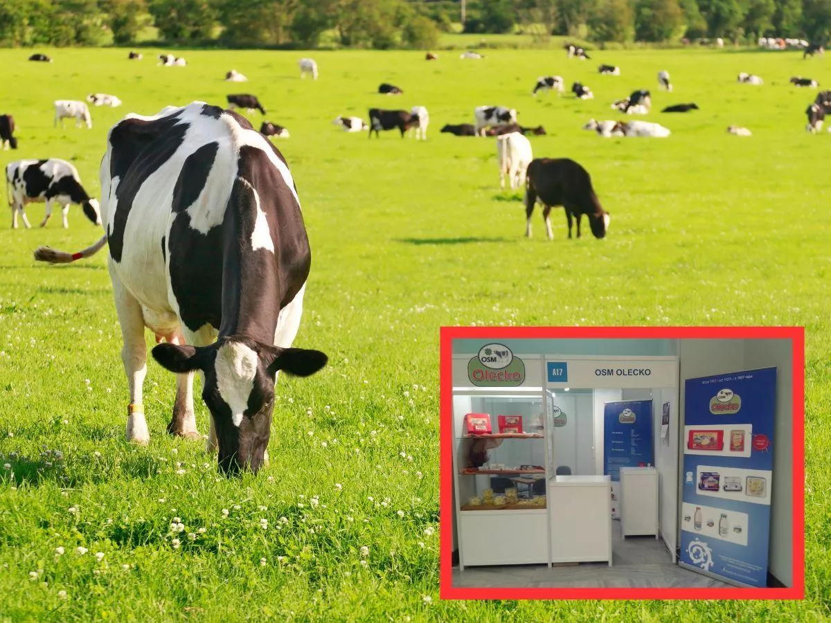 Co dalej z OSM Olecko? Mleczarnia odzyskała 6 mln zł, ale nie wszyscy rolnicy zostali