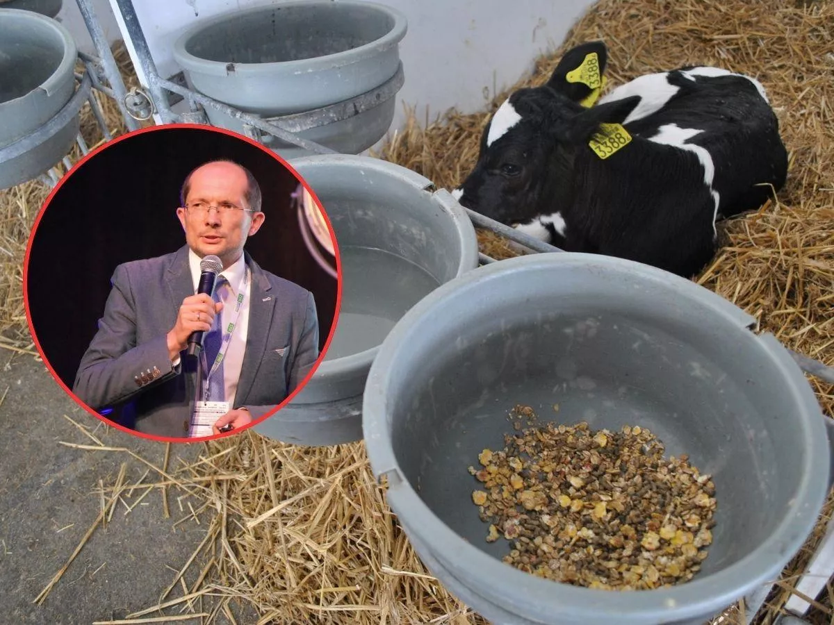 Jak uzyskać gwałtownie rosnące cielęta? Ekspert zdradza klucz do sukcesu