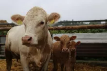 Jakie są aktualne ceny bydła w Polsce?