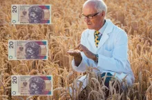 Skupy zaniżają ceny zbóż? Rolnicy mają pomysł, jak z tym skończyć 