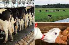 Producentom mleka ma być łatwiej? Ważna decyzja zapadła w Brukseli