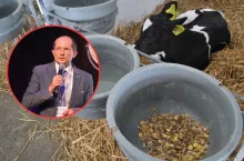 Jak uzyskać szybko rosnące cielęta? Ekspert zdradza klucz do sukcesu