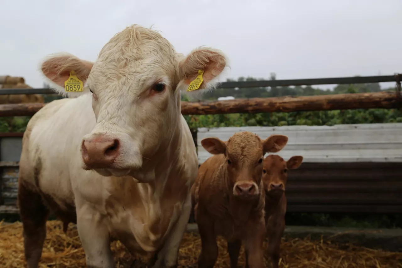 Jakie są aktualne ceny bydła w Polsce?