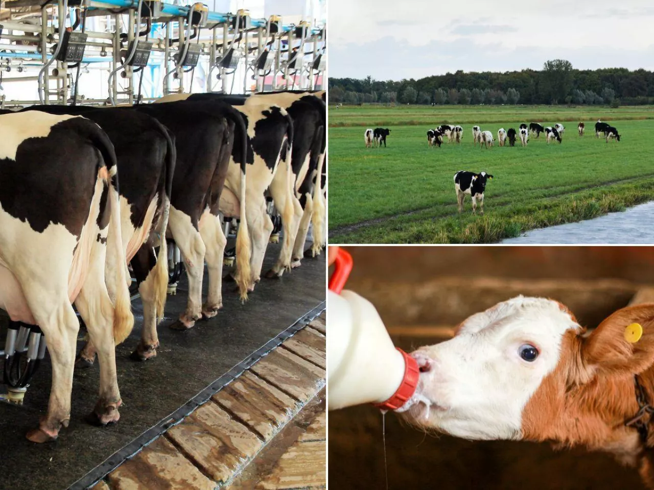 Producentom mleka ma być łatwiej? Ważna decyzja zapadła w Brukseli