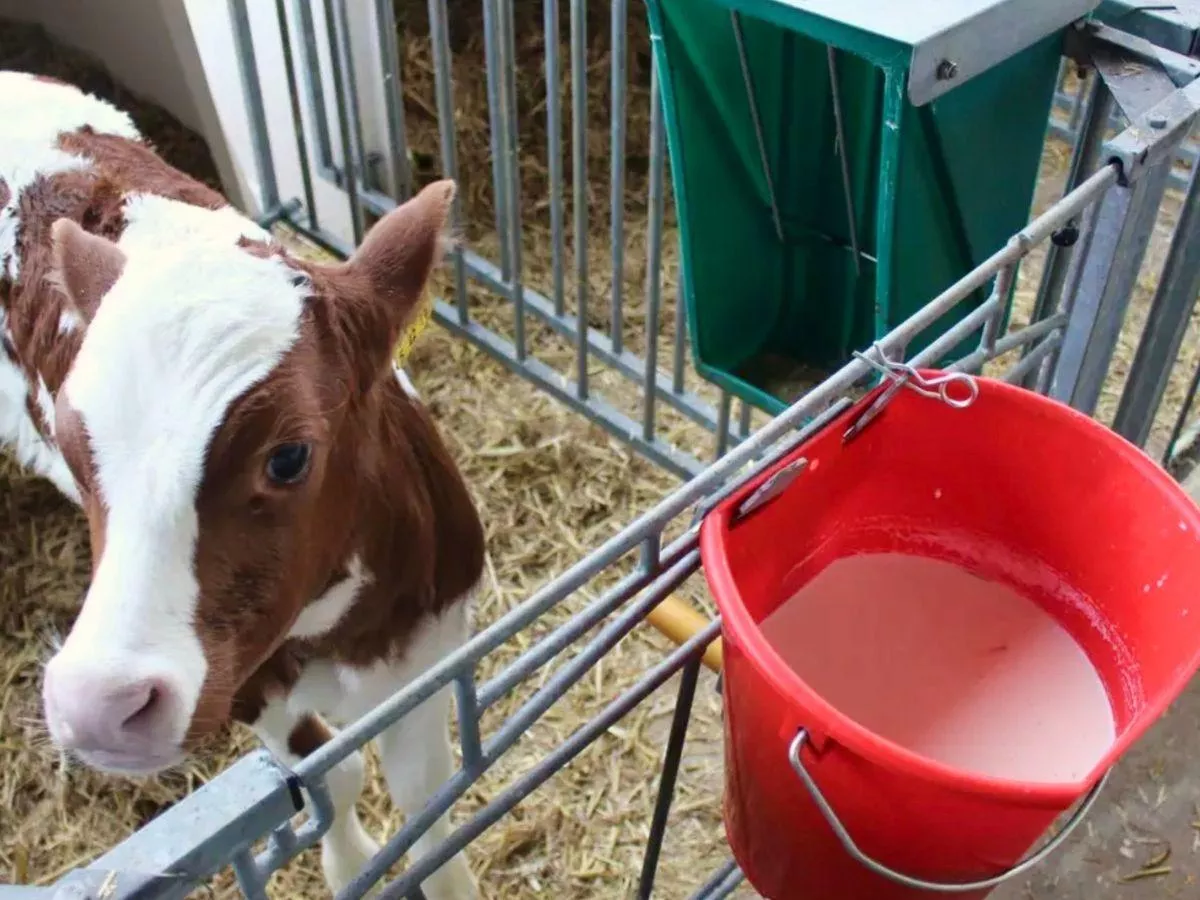 Podasz 2 dawki siary w 6 godzin? Krowa da choćby 1000 litrów mleka więcej