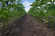 Rolnicy zarabiają na konopiach. Zielone złoto wraca na polskie pola