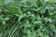 Jesień zdecyduje o plonach traw. Jeden błąd może zniszczyć pierwszy pokos